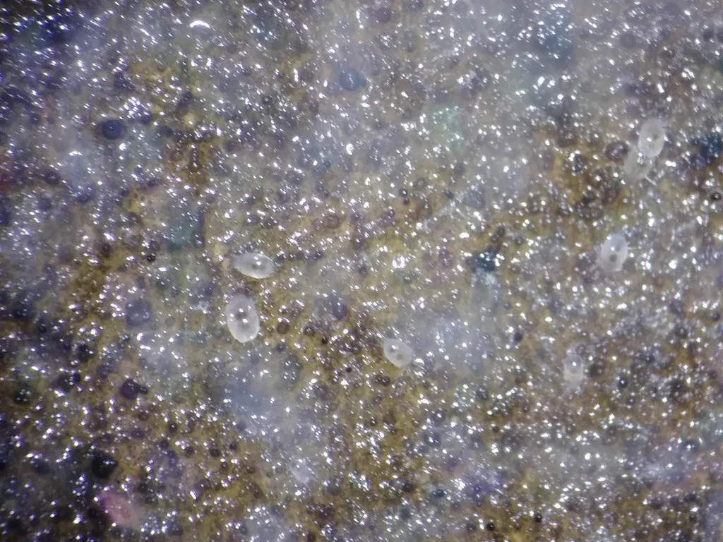 Large colony of pantry mites creating a dust-like appearance on stored food