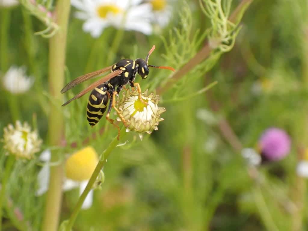 Paper wasp on its open-comb nest