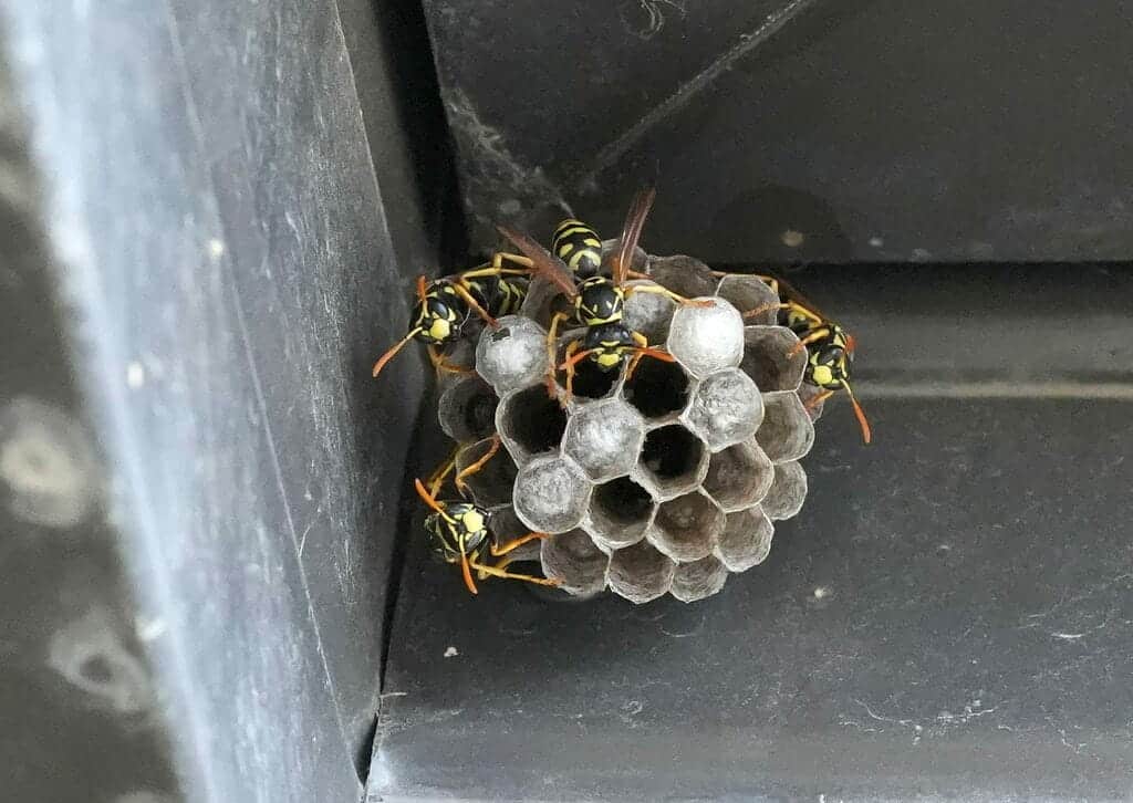 Paper Wasps photo 1