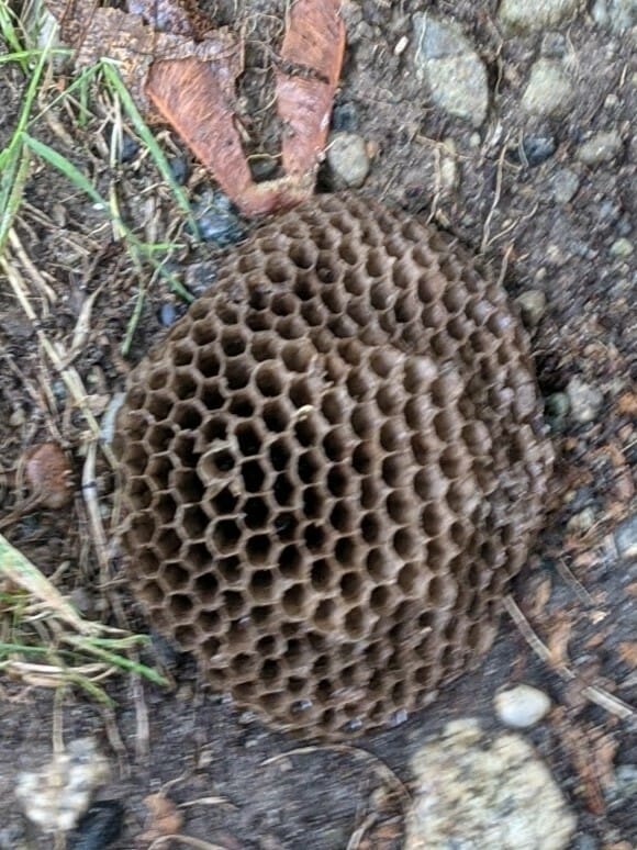 Paper Wasps photo 2