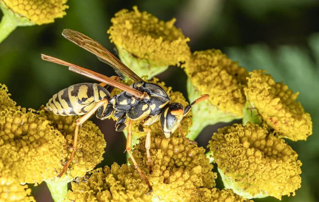 Paper Wasps photo 4
