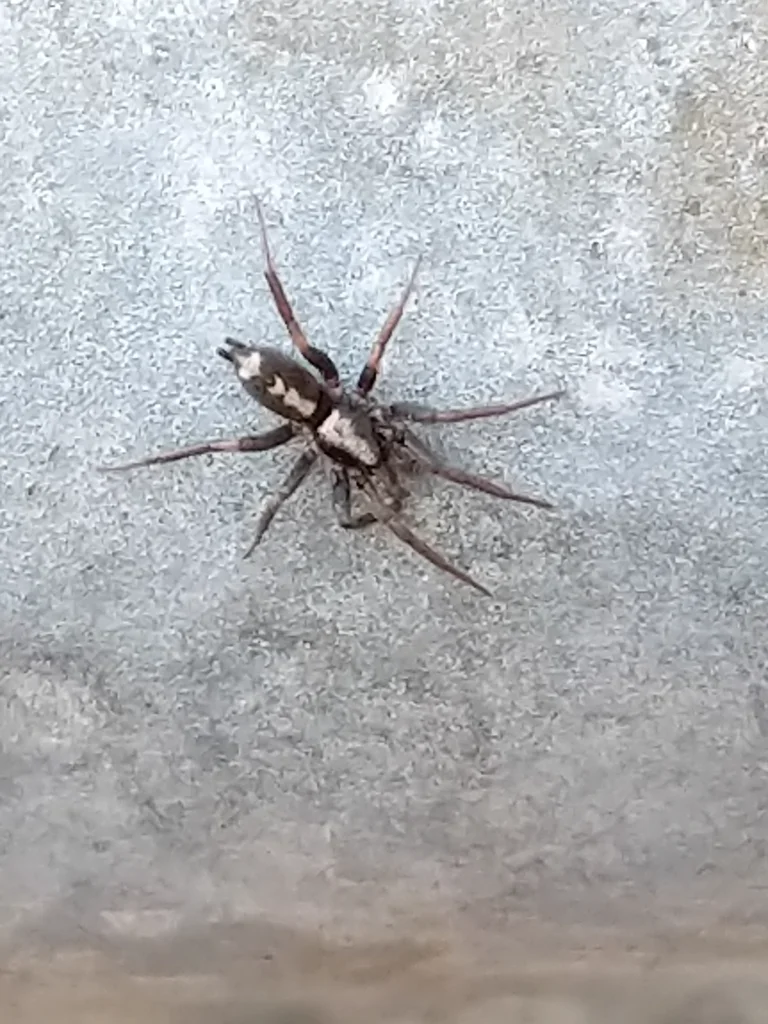 Parson spider from above showing white stripe pattern on gray background