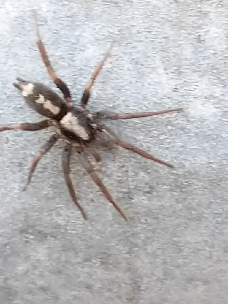 Dark parson spider with a white collar-like marking on its abdomen