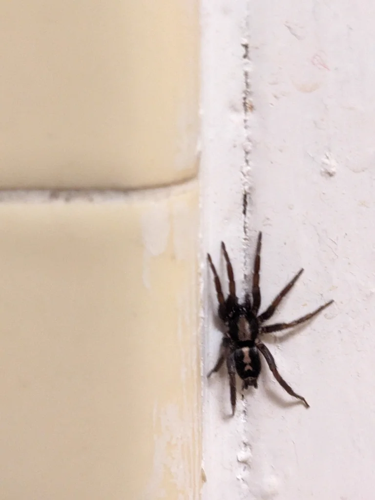 Parson spider found indoors on a wall corner