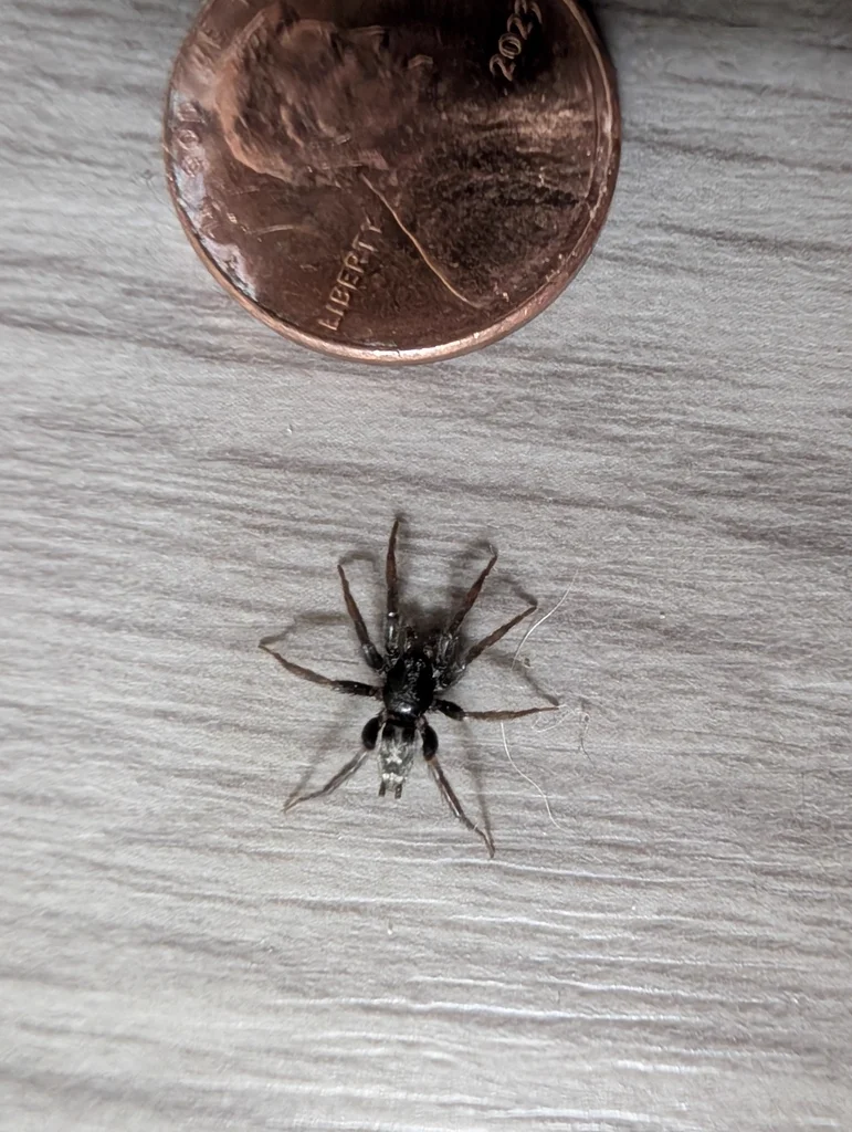 Parson spider next to a penny for size reference