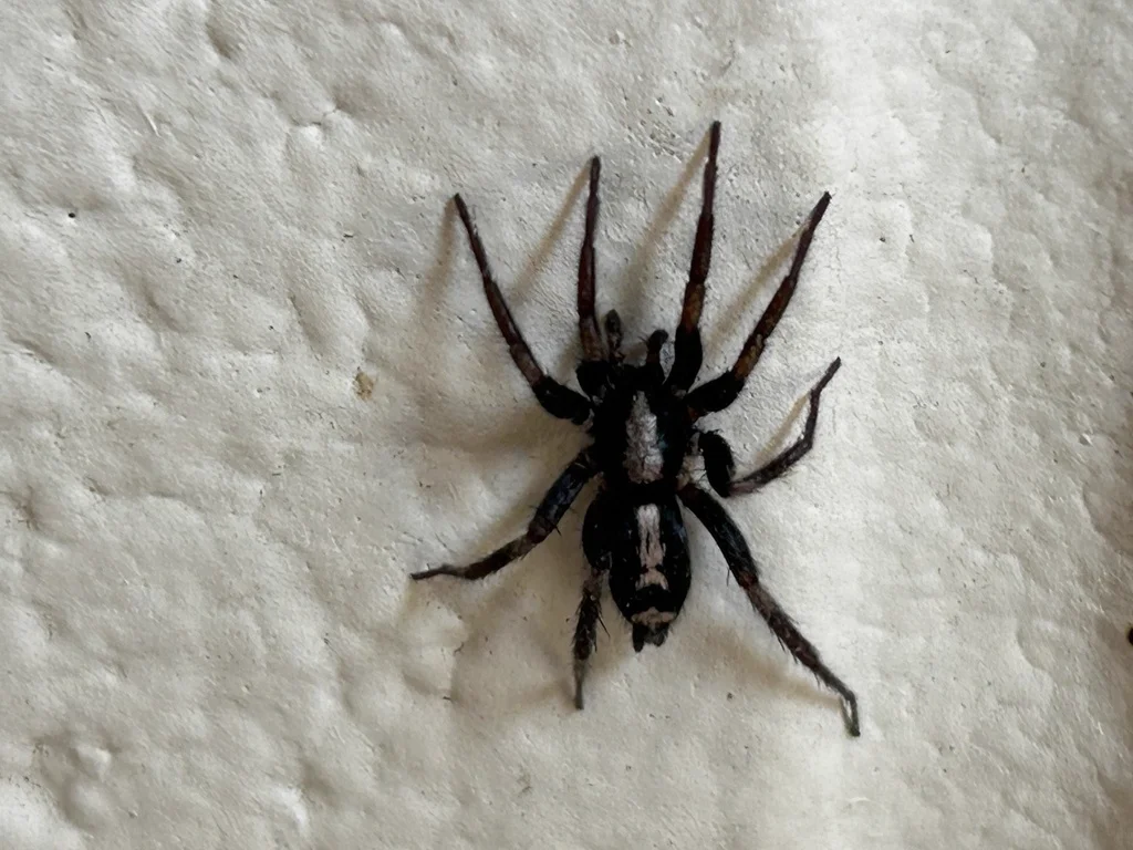 Eastern parson spider on white surface showing body shape and leg pattern