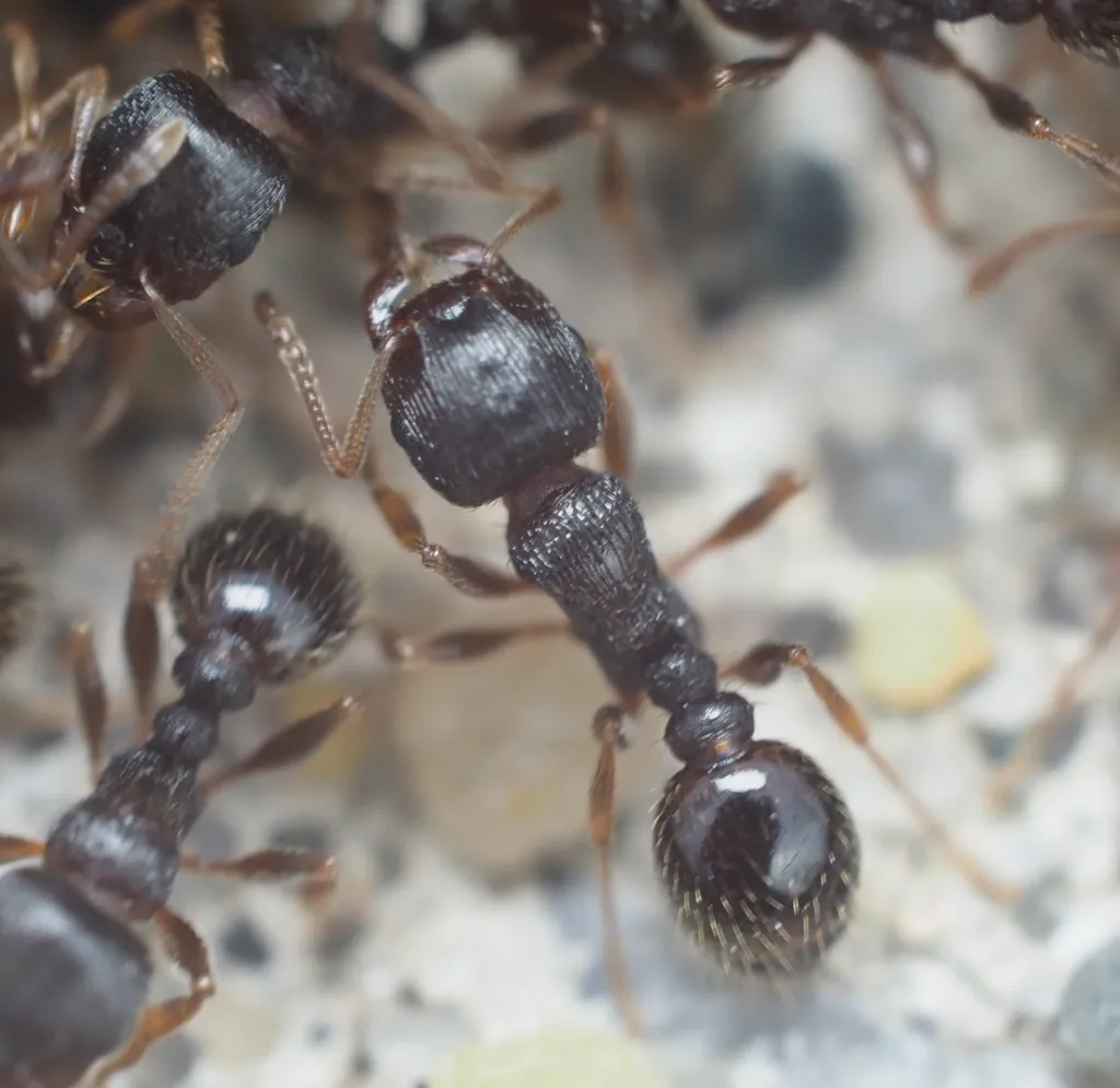 Close-up macro photo of pavement ants showing body detail and antennae