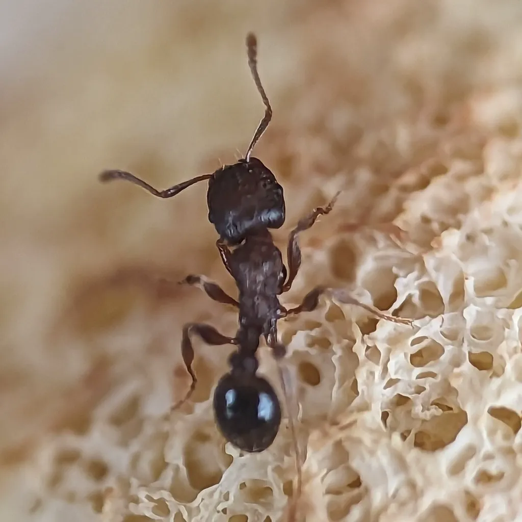Close-up of a pavement ant near a sidewalk crack