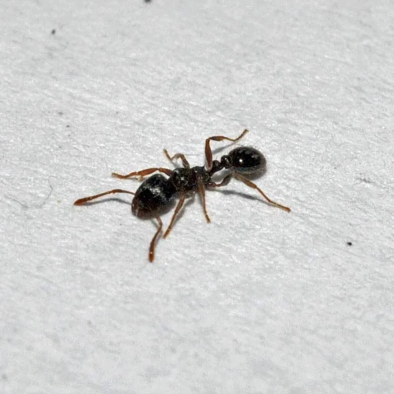 Side view of a pavement ant on a light surface showing body structure