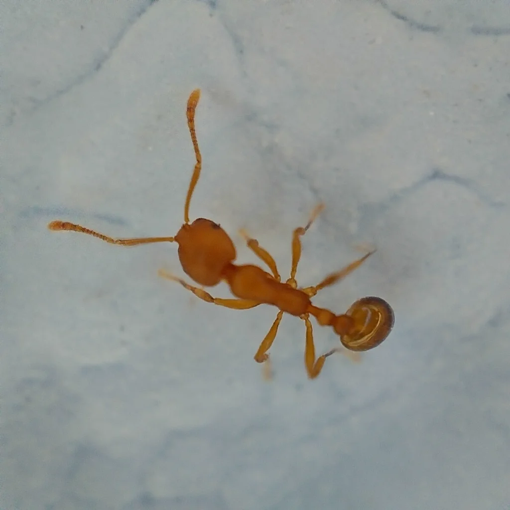 Pharaoh ant worker from above showing two-node petiole and smooth body structure