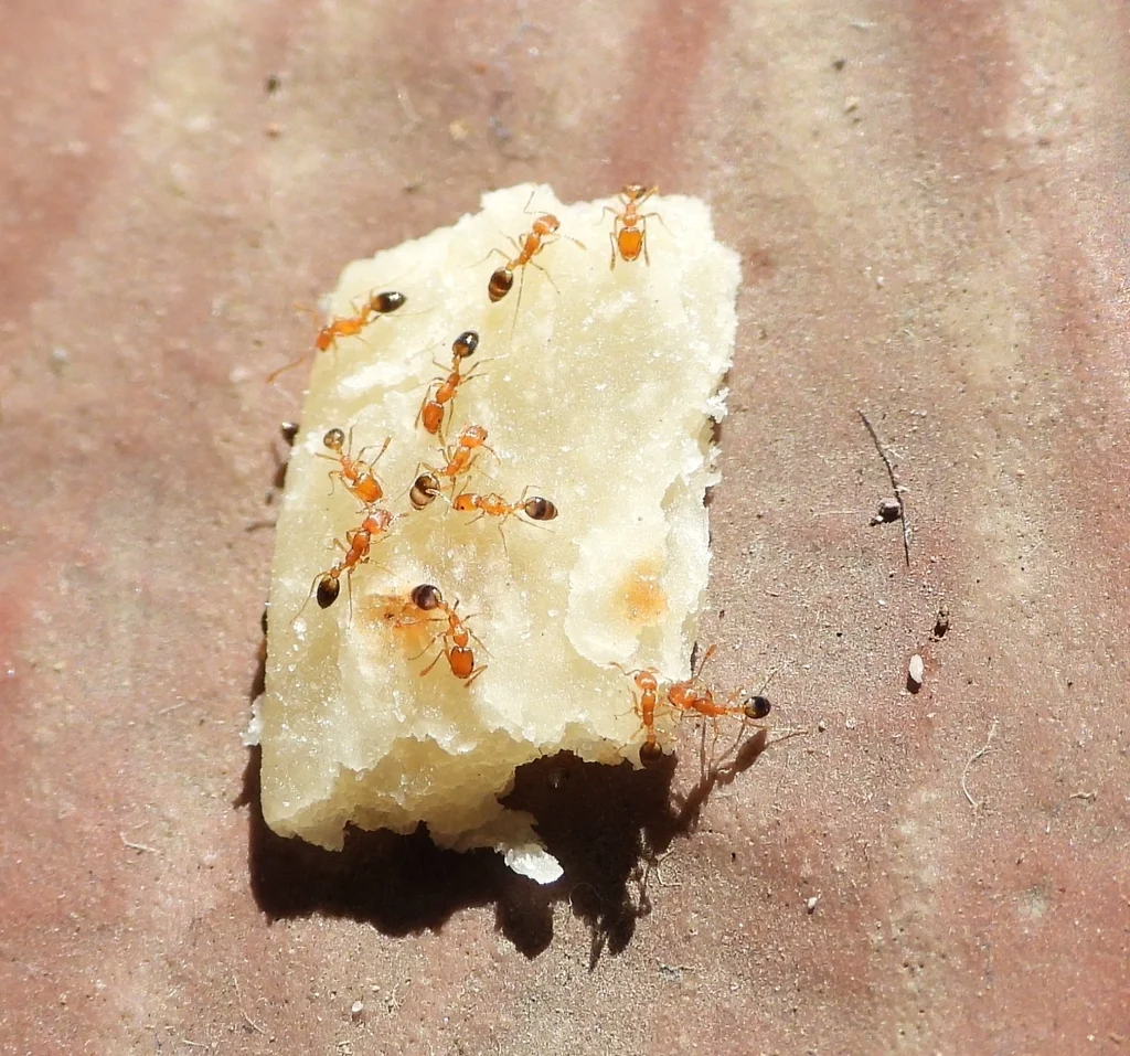 Multiple pharaoh ants foraging together on a food source demonstrating their characteristic trailing behavior