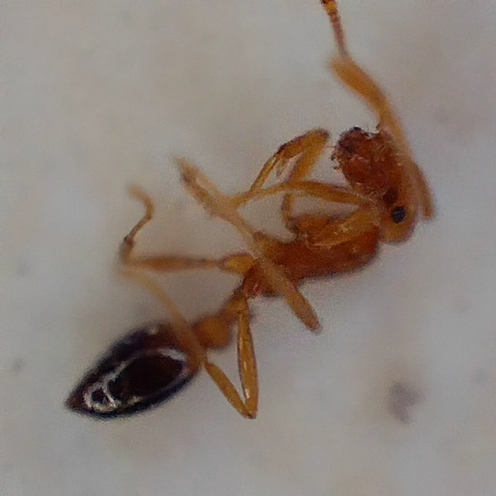 Detailed macro view of a pharaoh ant worker showing the 12-segmented antennae with 3-segmented club