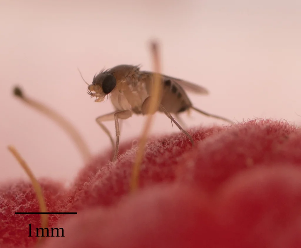 Phorid fly on a surface demonstrating the 1mm scale size reference