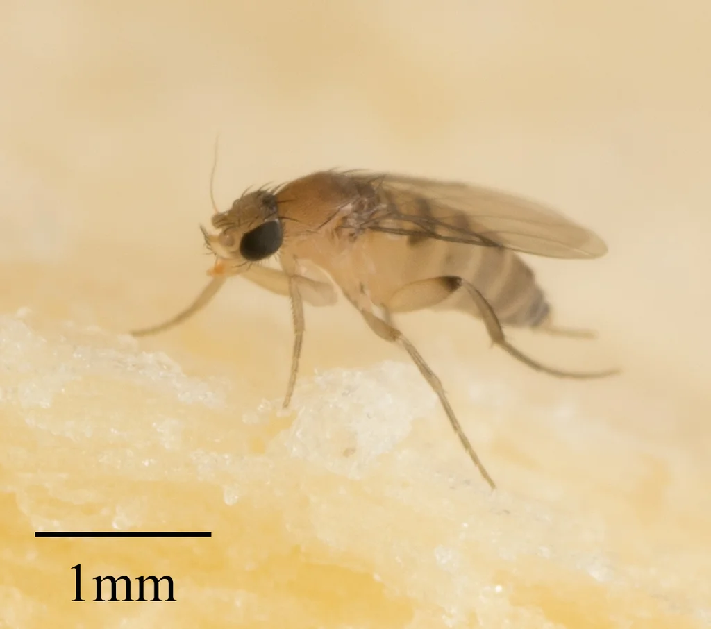 Side profile of a phorid fly on a light surface showing body structure