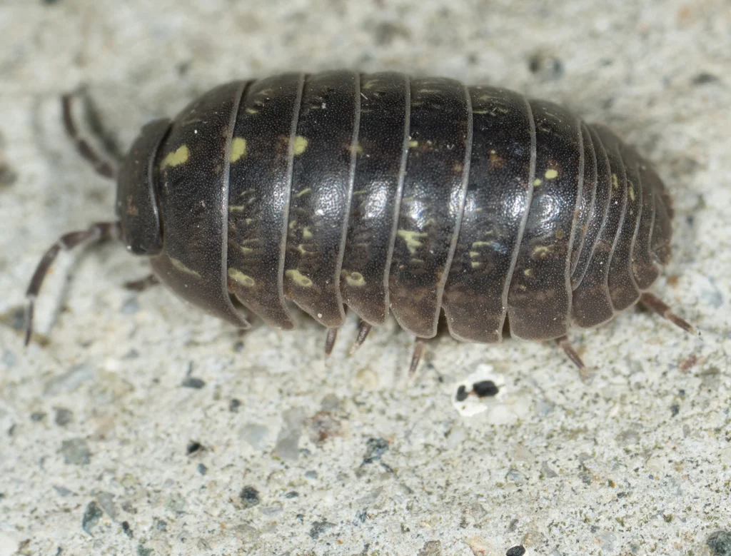 Pill bug curled into a ball