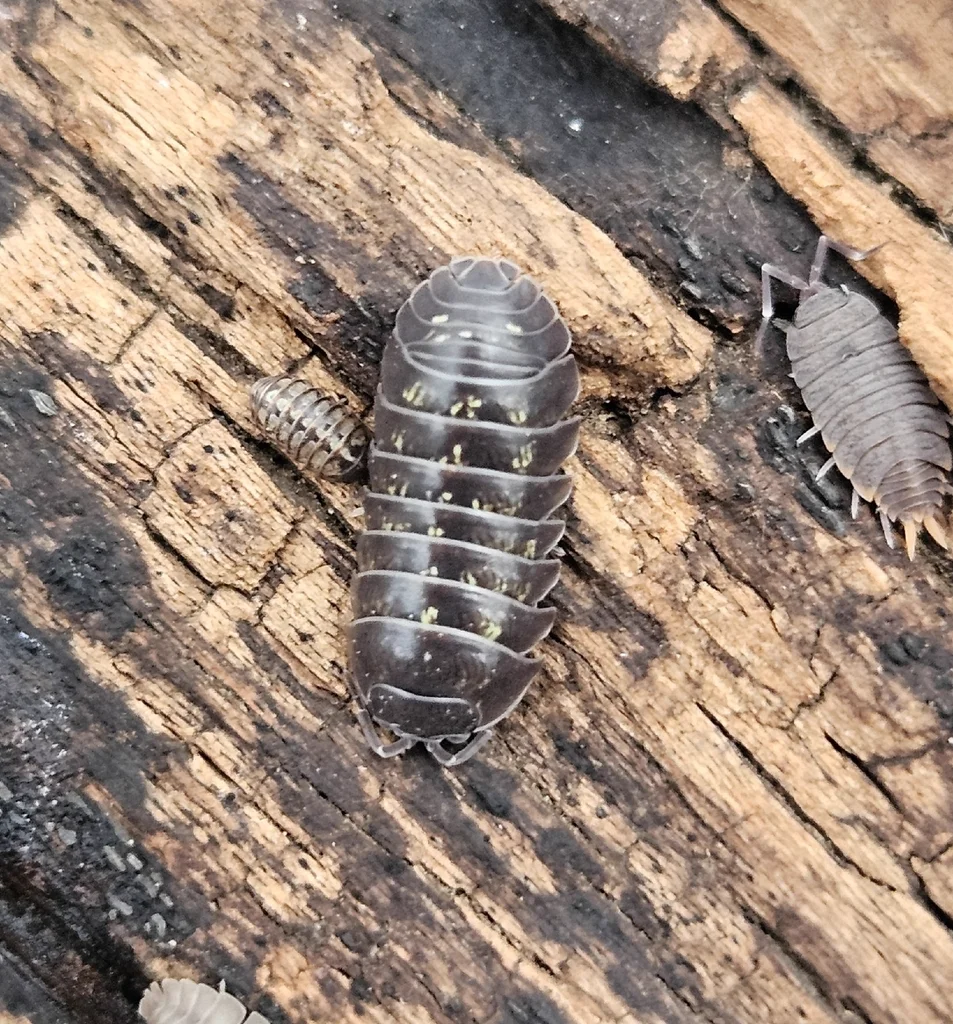 Group of pill bugs congregating on decaying wood