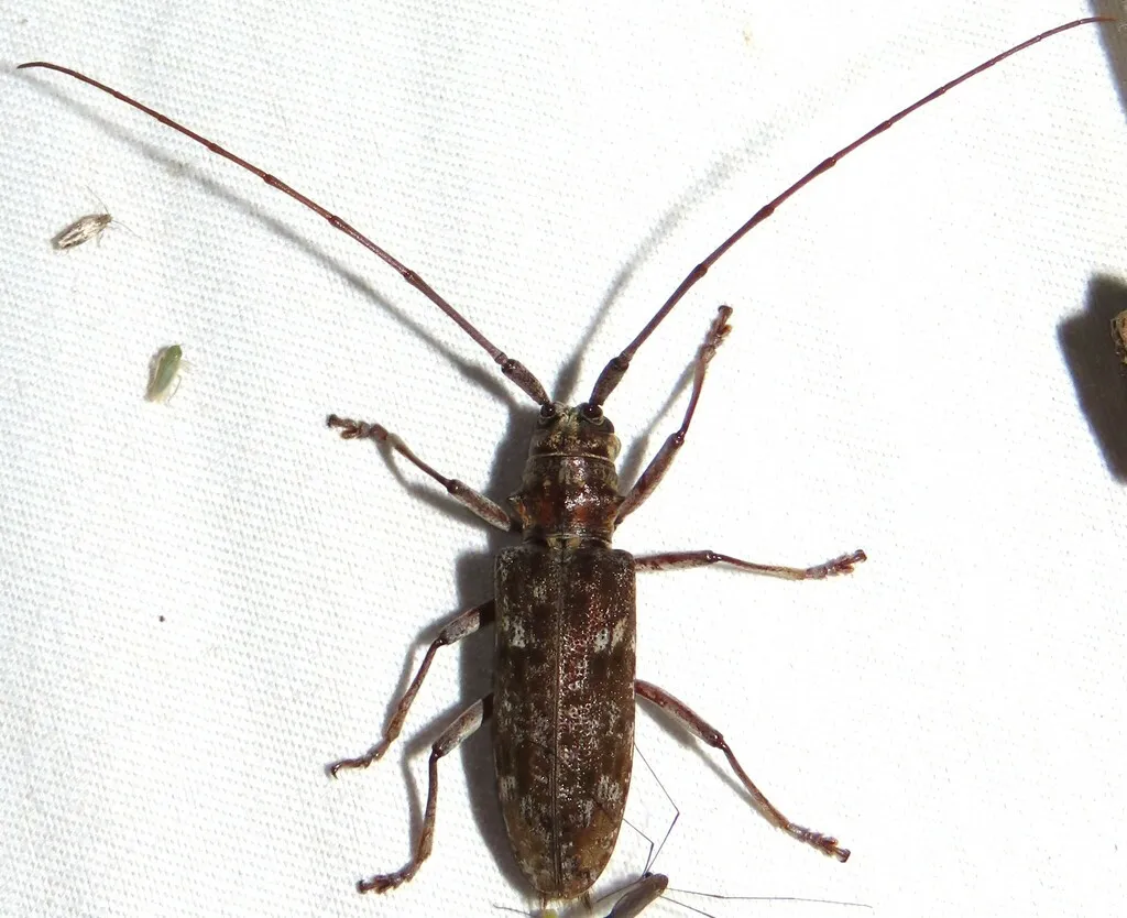 Southern pine sawyer beetle on a white sheet with its long antennae spread wide above its head