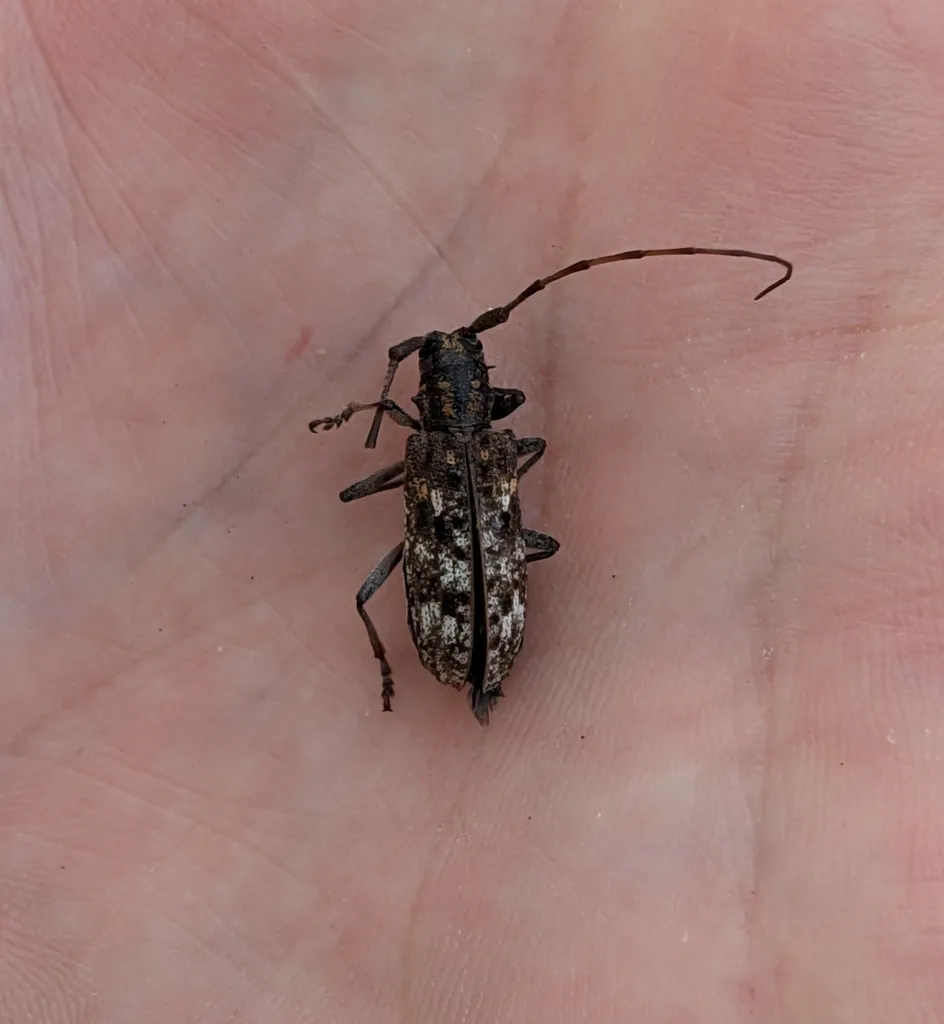 Pine sawyer beetle resting in a person's palm, showing it is about an inch long