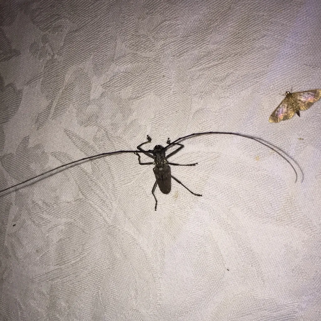 Dark male sawyer beetle on a white surface with antennae about twice as long as its body