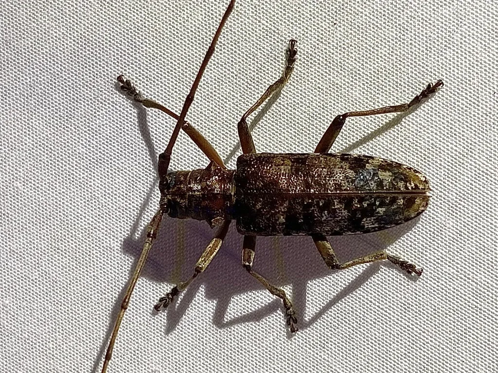 Southern pine sawyer beetle from above, showing the brown and cream mottled pattern and the side spines on its thorax