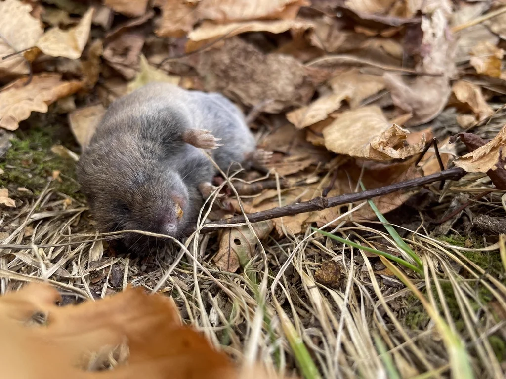 Pine vole foraging in forest floor leaf litter