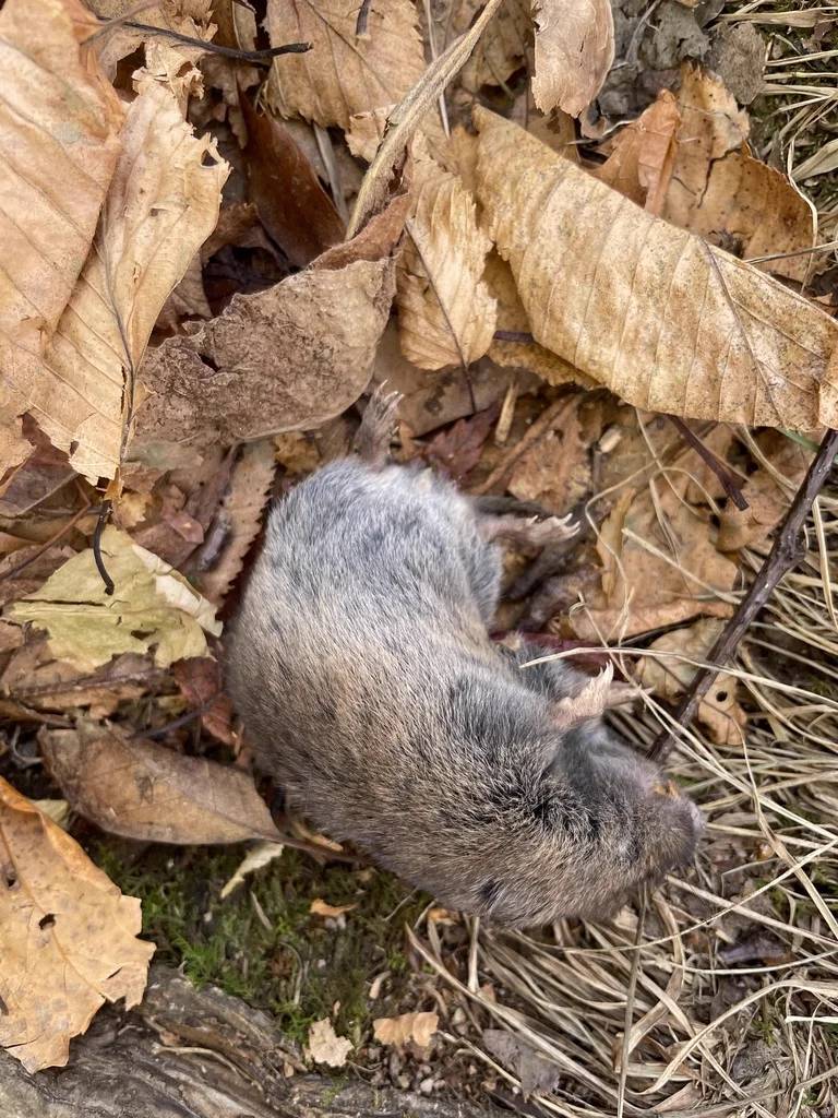 Top-down view of pine vole showing rounded body shape