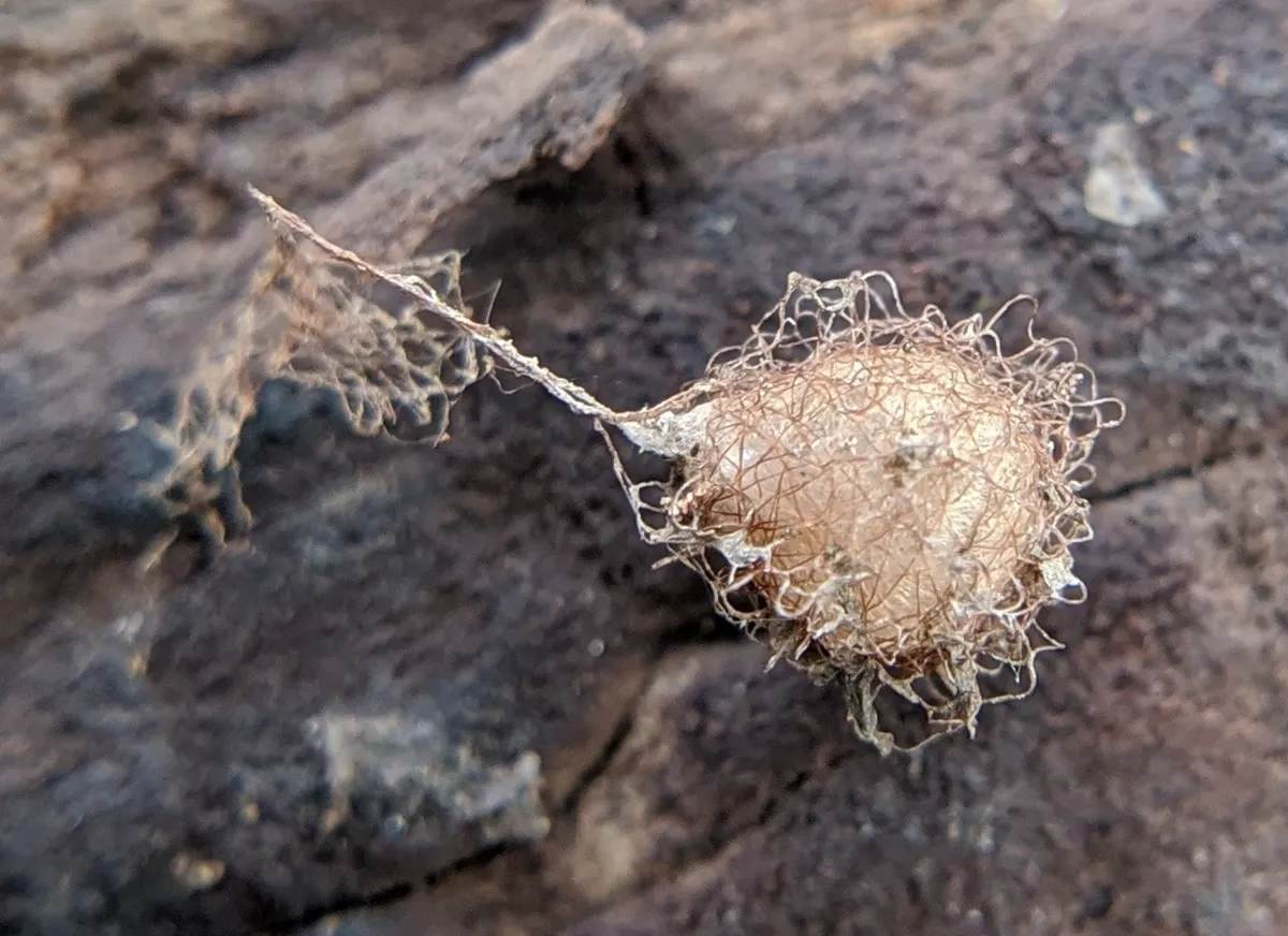 Pirate spider egg sac wrapped in loose, curly tan silk and hanging from a thin silk stalk on tree bark