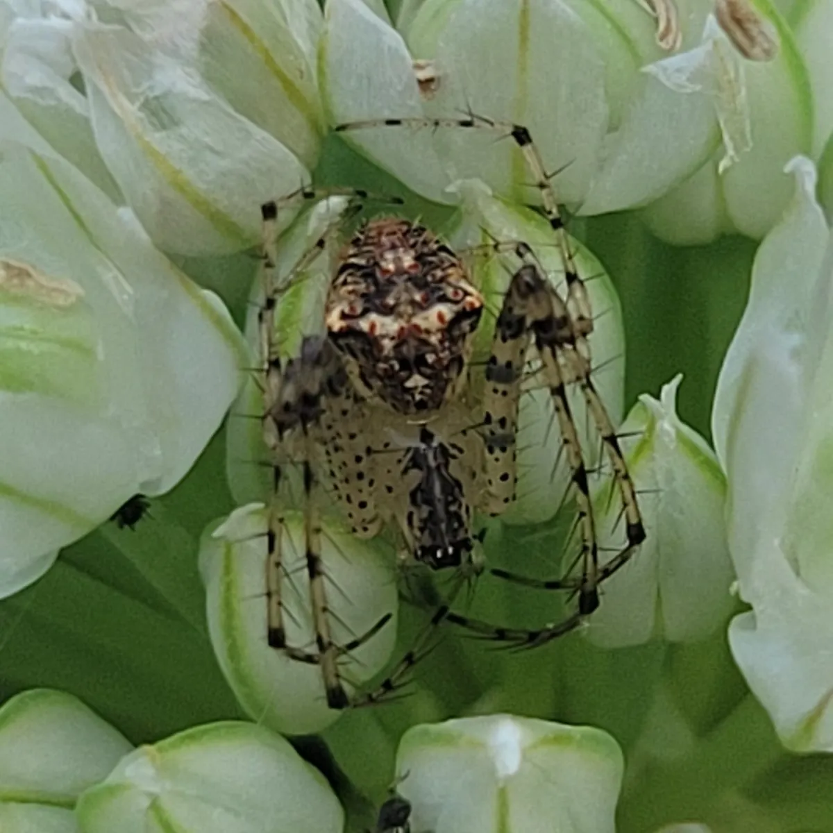 Common pirate spider resting on white flower buds, showing the dark-spotted legs and patterned abdomen