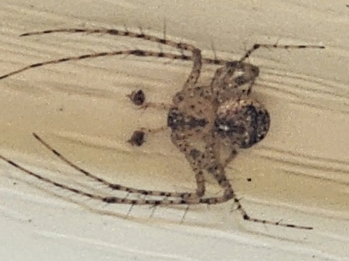 Pirate spider flattened against painted wood siding on the outside of a Virginia home