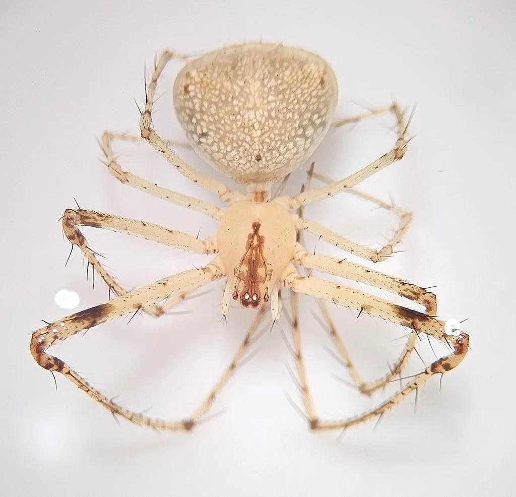 Close top view of a common pirate spider showing the dark stripe on its pale front body and the spines on its front legs