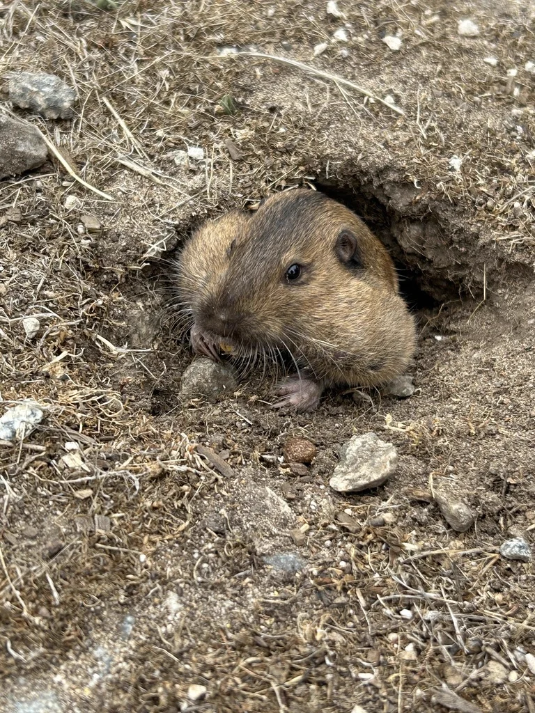 Pocket gopher peering out from underground tunnel