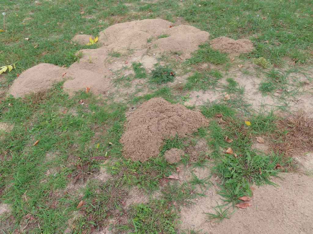Multiple gopher mounds in lawn showing typical fan-shaped soil pattern