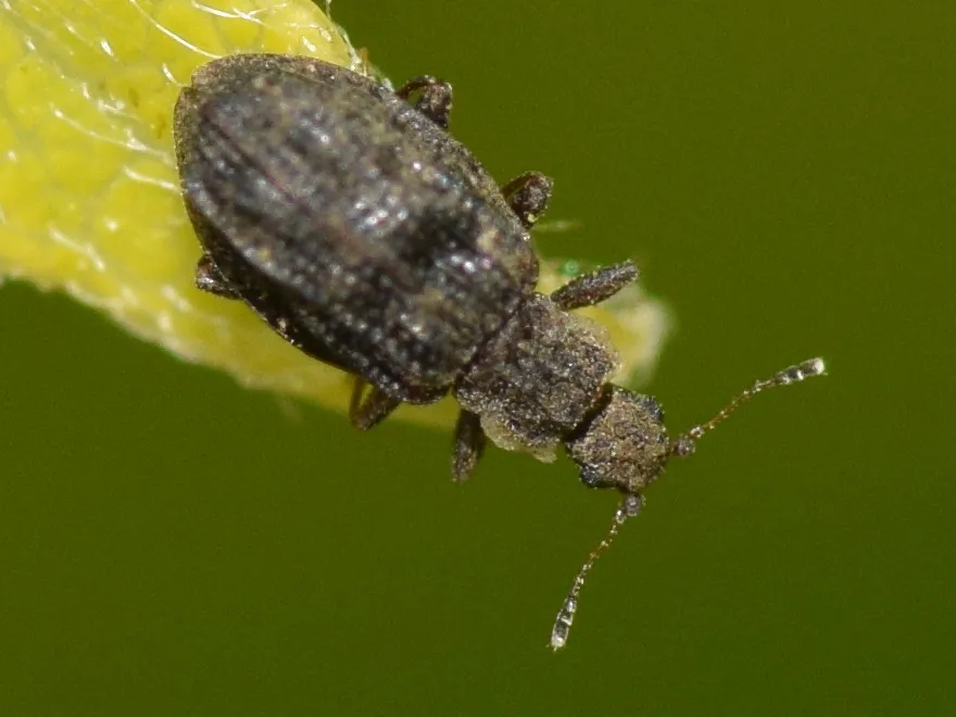 Gray-brown minute brown scavenger beetle on a leaf showing its rough, pitted wing covers and clubbed antennae