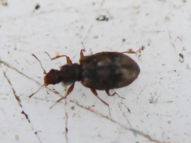 Tiny dark minute brown scavenger beetle crawling on a white indoor surface