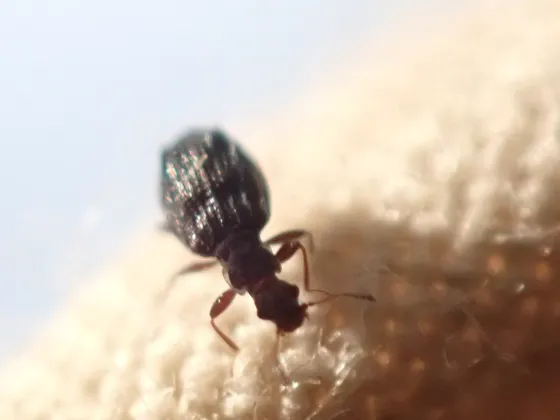 Plaster beetle on a cloth fold showing how small the beetle is next to the fabric weave