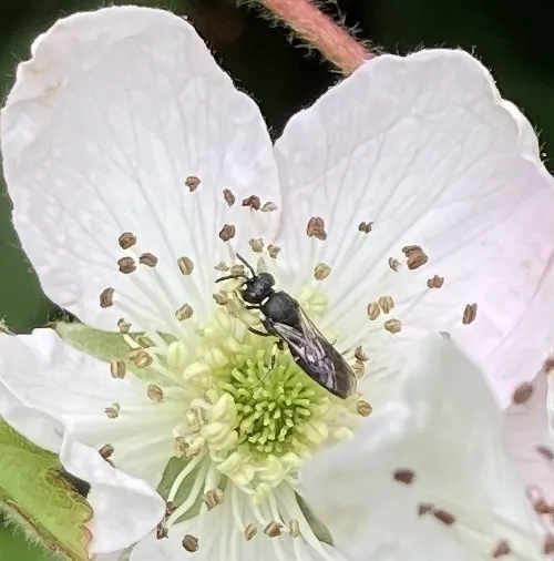 Small plasterer bee resting on a white flower petal