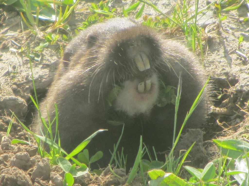 Pocket gopher showing prominent front teeth used for digging