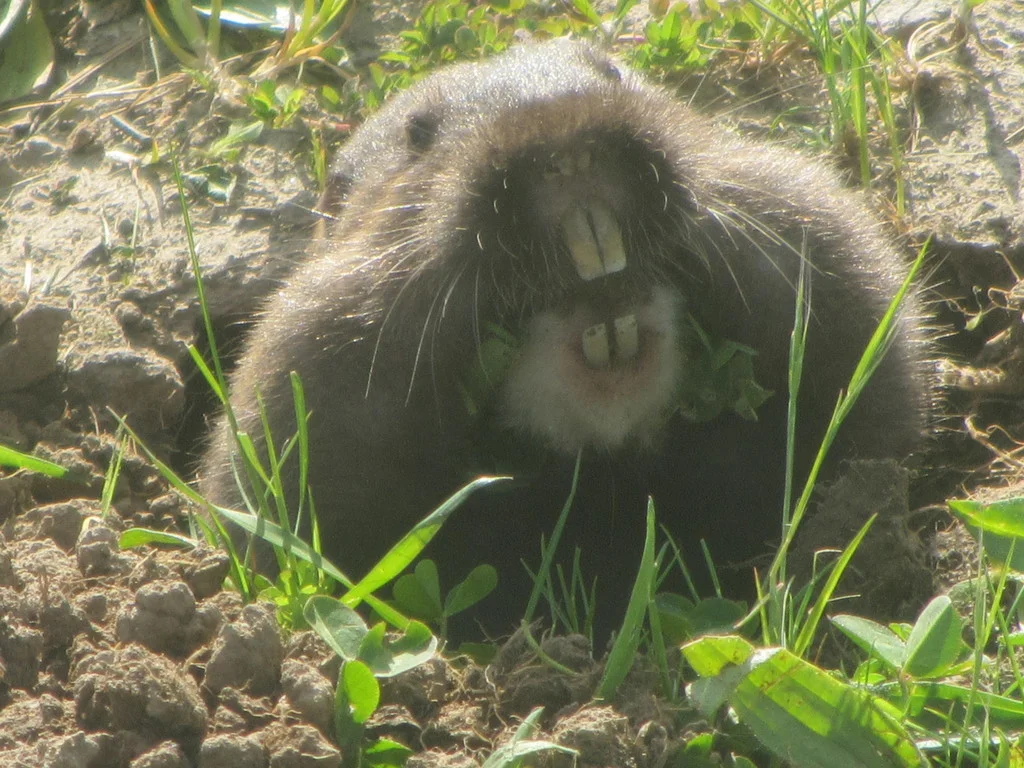 Close-up of pocket gopher face showing small eyes and whiskers