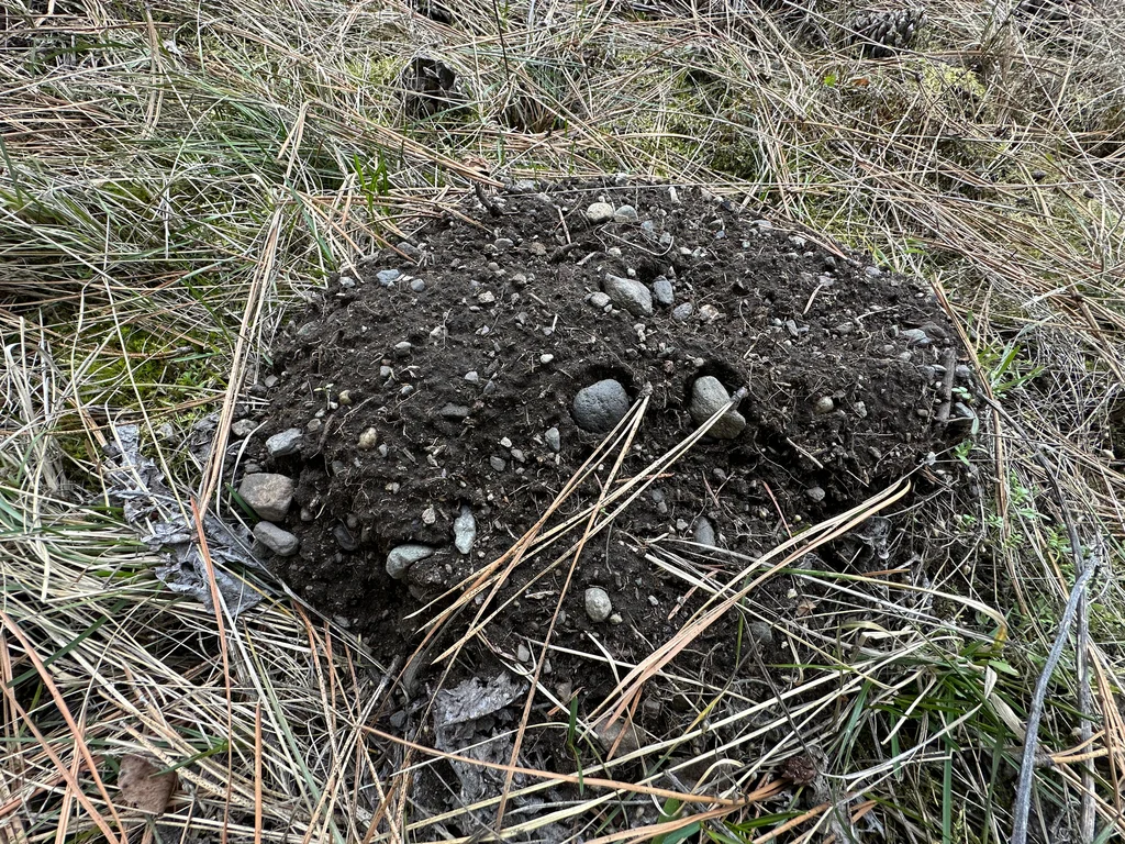 Fresh pocket gopher mound showing fan-shaped soil pattern