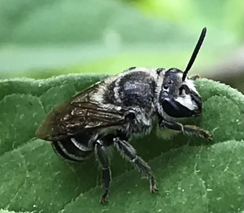 Close-up of polyester bee resting on leaf showing facial markings