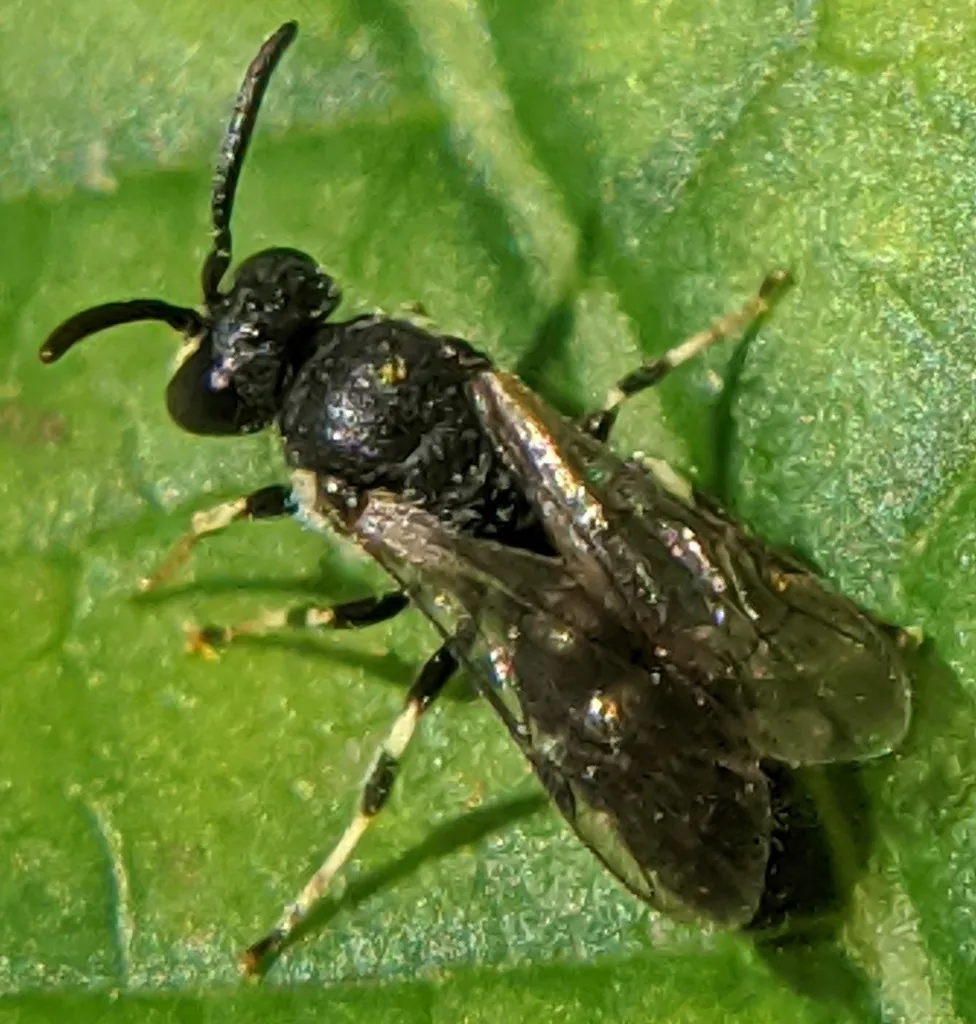 Side profile of a polyester bee on a green leaf