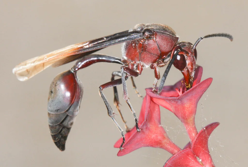 Macro photograph of a potter wasp showing detailed body structure