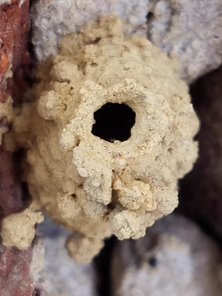 Close-up of a potter wasp mud nest showing characteristic pot shape with round opening