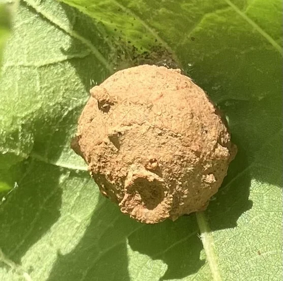 Potter wasp mud pot nest attached to a green leaf