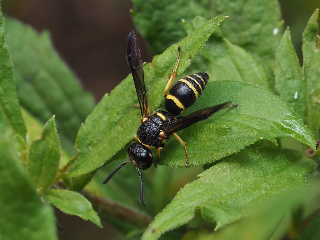 Side view of a potter wasp on a green leaf