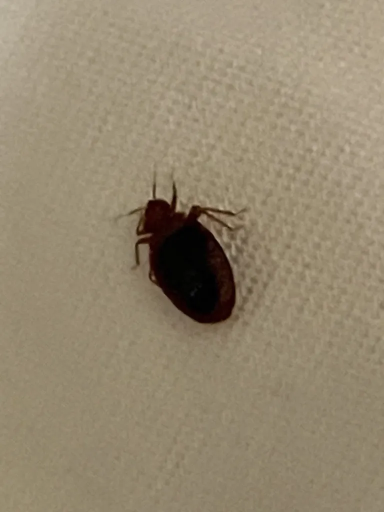 Bed bug family member on fabric surface showing size relative to textile weave