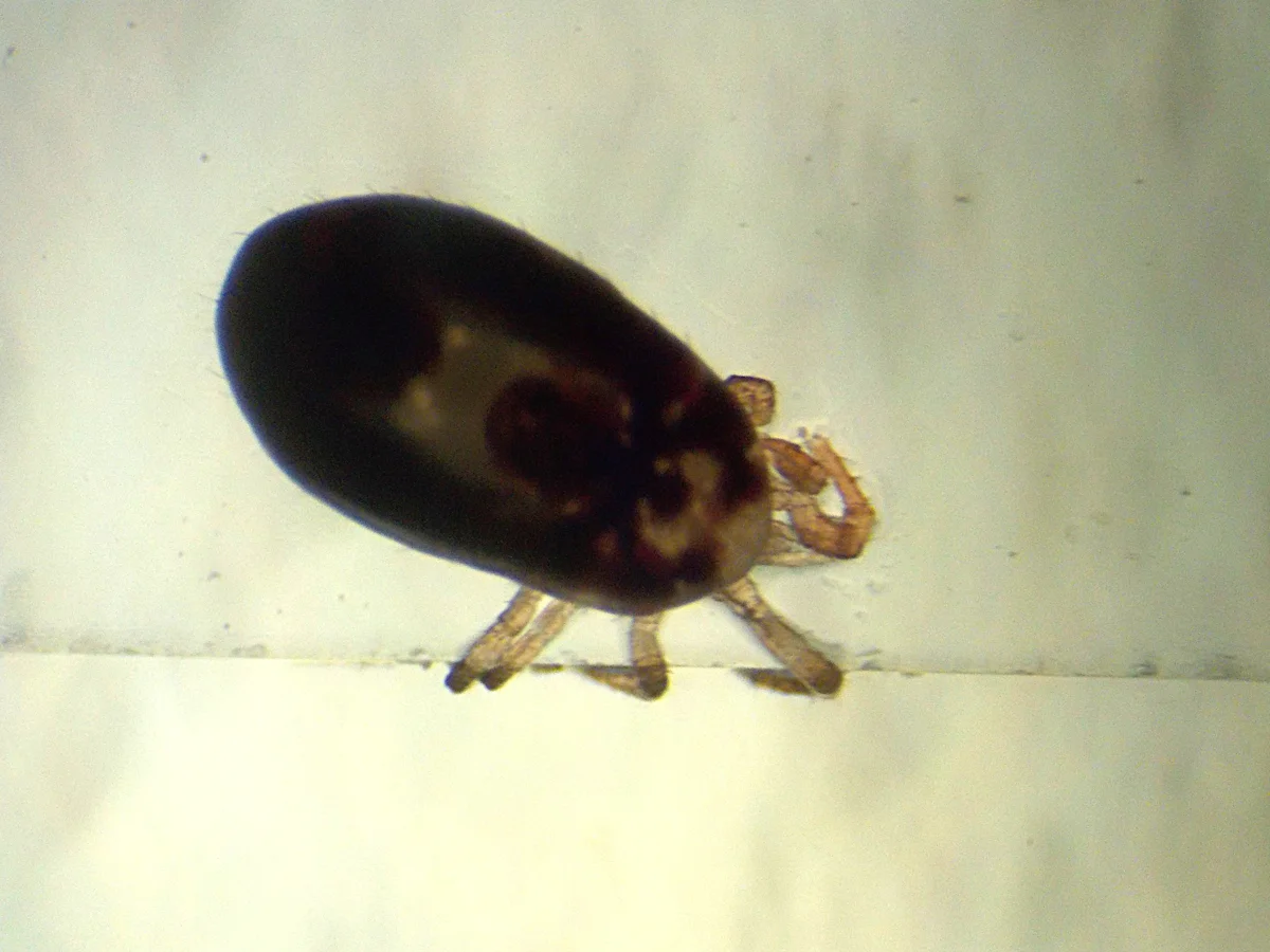 Microscopic view of a poultry red mite after feeding showing dark engorged body