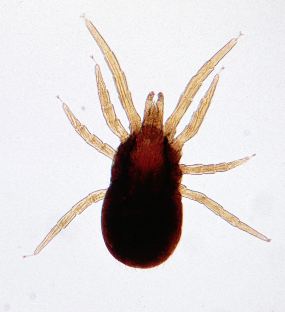 Close-up of an engorged poultry red mite showing dark red body and eight legs