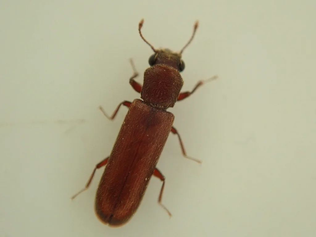 Powder post beetle specimen showing characteristic narrow body shape and visible antennae