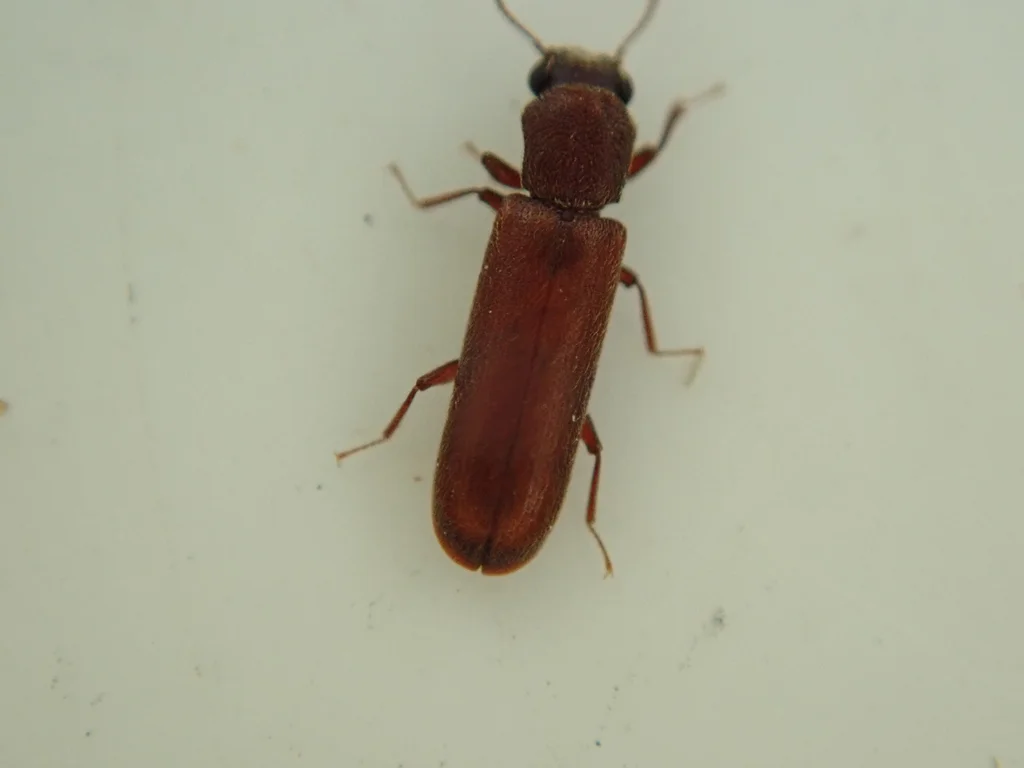 Close-up of powder post beetle displaying reddish-brown coloration and elongated form